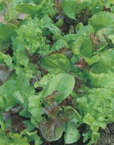 Lettuce Mixed Salad Leaves Seeds