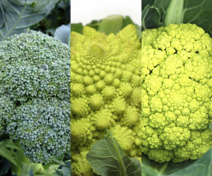 Mixed Veg 4 - Broccoli, Italian Broccoli, Brocco